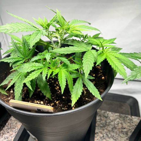 North Thunderfuck growlog photo: Training wurde weiter fortgesetzt . Blütenatämme wurden freigelegt