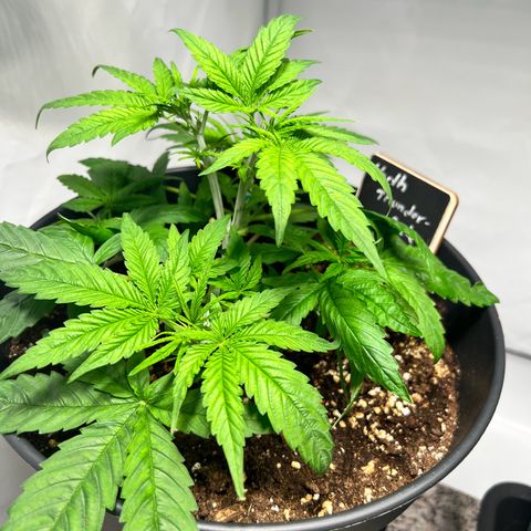 North Thunderfuck growlog photo: Training wurde weiter fortgesetzt . Blütenatämme wurden freigelegt