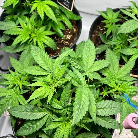 North Thunderfuck growlog photo: Training wurde weiter fortgesetzt . Blütenatämme wurden freigelegt