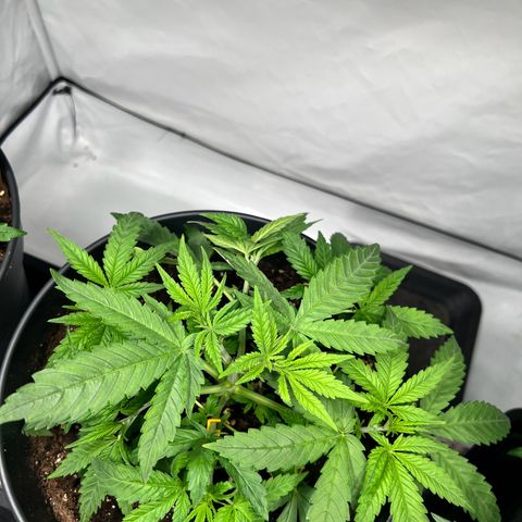 North Thunderfuck growlog photo: Training wurde weiter fortgesetzt . Blütenatämme wurden freigelegt