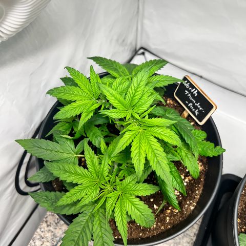 North Thunderfuck growlog photo: Training wurde weiter fortgesetzt . Blütenatämme wurden freigelegt