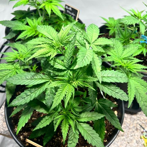 North Thunderfuck growlog photo: Training wurde weiter fortgesetzt . Blütenatämme wurden freigelegt