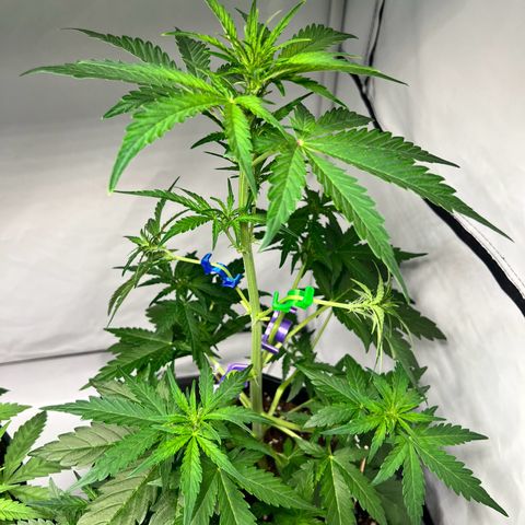 Mimosa Automatic growlog photo: Traing geht weiter . Jetzt heisst es warten und schauen was die Mimosa abwirft 🫶🏻