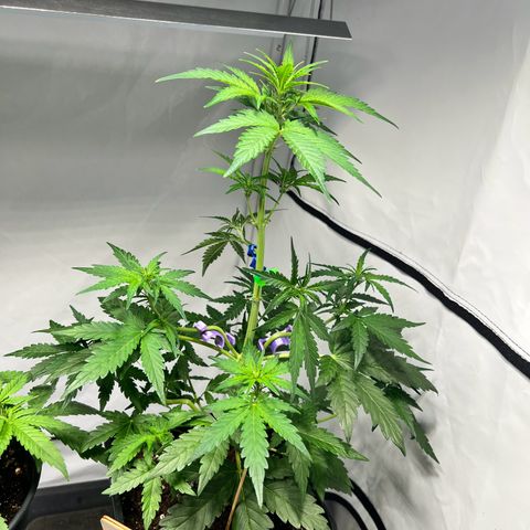 Mimosa Automatic growlog photo: Traing geht weiter . Jetzt heisst es warten und schauen was die Mimosa abwirft 🫶🏻