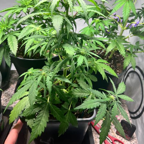 Mimosa Automatic growlog timeline photo