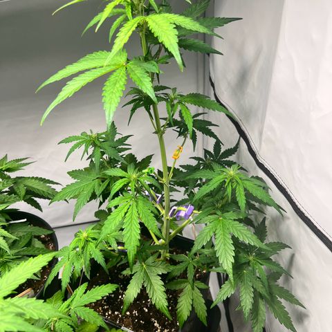 Mimosa Automatic growlog timeline photo