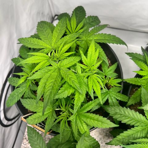 Mimosa Automatic growlog photo: passt
