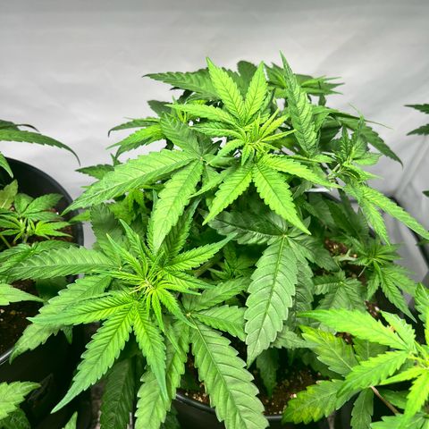 Mimosa Automatic growlog photo: passt
