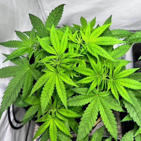 North Thunderfuck growlog photo: Blätter etwas hell. Möglicherweise zu viel Wasser
Mal abwarten