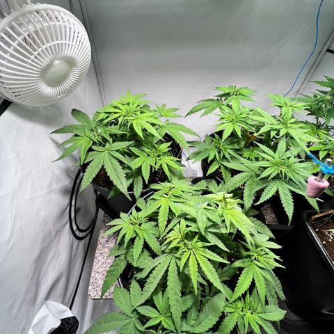 North Thunderfuck growlog photo: Blätter etwas hell. Möglicherweise zu viel Wasser
Mal abwarten