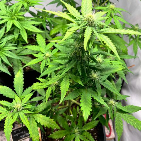 Mimosa Automatic growlog photo: Leichte Mängel auf den Blättern zu erkennen.
(Braune Flecken). Sonst okay