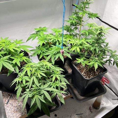 Mimosa Automatic growlog photo: Leichte Mängel auf den Blättern zu erkennen.
(Braune Flecken). Sonst okay