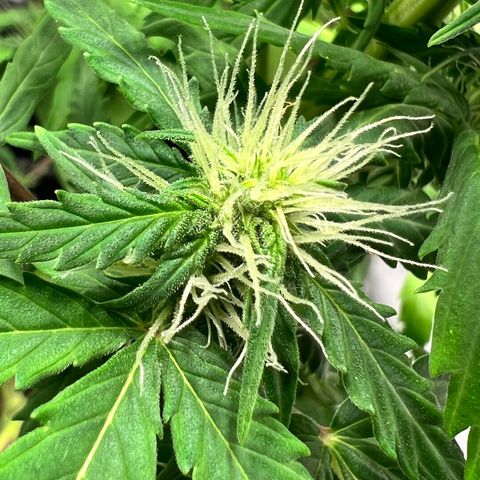 Mimosa Automatic growlog photo: Leichte Mängel auf den Blättern zu erkennen.
(Braune Flecken). Sonst okay