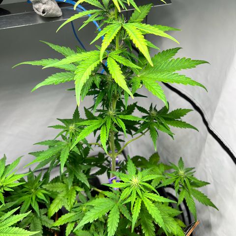 Mimosa Automatic growlog photo: Leichte Mängel auf den Blättern zu erkennen.
(Braune Flecken). Sonst okay
