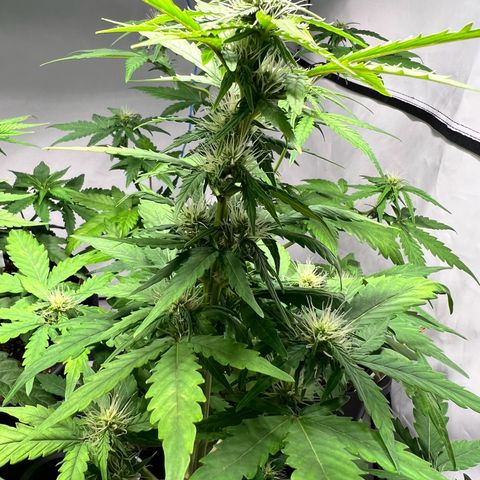 Mimosa Automatic growlog photo: Leichte Mängel auf den Blättern zu erkennen.
(Braune Flecken). Sonst okay