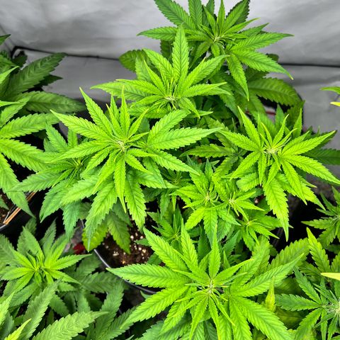 North Thunderfuck growlog timeline photo