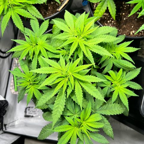 North Thunderfuck growlog timeline photo