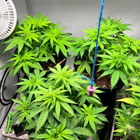 North Thunderfuck growlog timeline photo