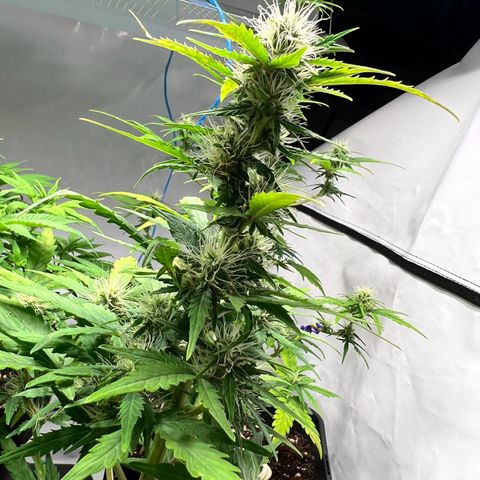 Mimosa Automatic growlog photo: Pflanzen hatten leichten Mangel. Wurde behoben und sollte sich einpendeln