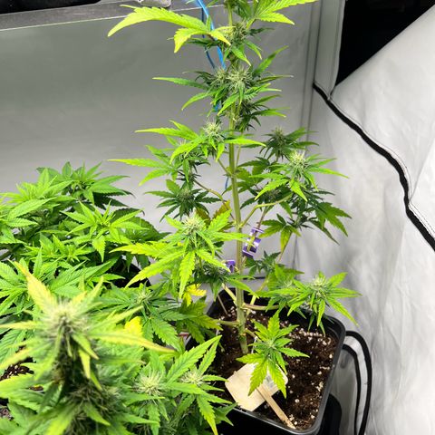 Mimosa Automatic growlog photo: Pflanzen hatten leichten Mangel. Wurde behoben und sollte sich einpendeln