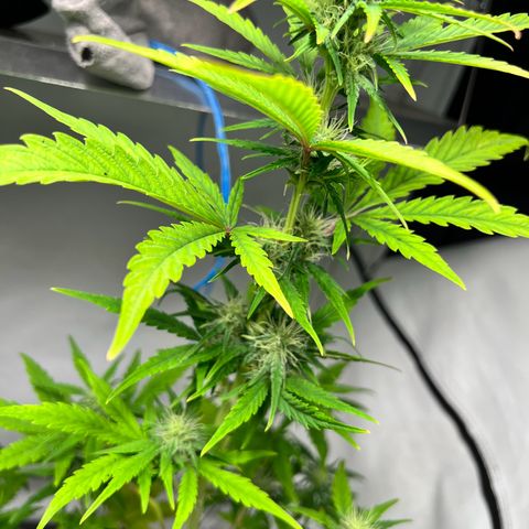 Mimosa Automatic growlog photo: Pflanzen hatten leichten Mangel. Wurde behoben und sollte sich einpendeln