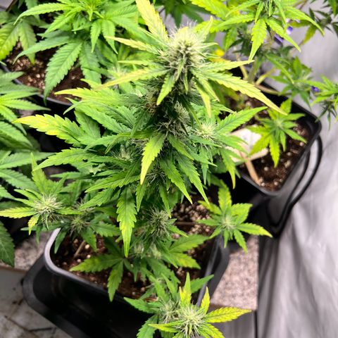 Mimosa Automatic growlog photo: Blüten werden langsam dicker.
Nochmals ein wenig Blütenbooster gegeben