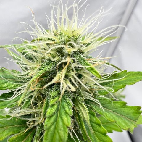 Mimosa Automatic growlog photo: Blüten werden langsam dicker.
Nochmals ein wenig Blütenbooster gegeben