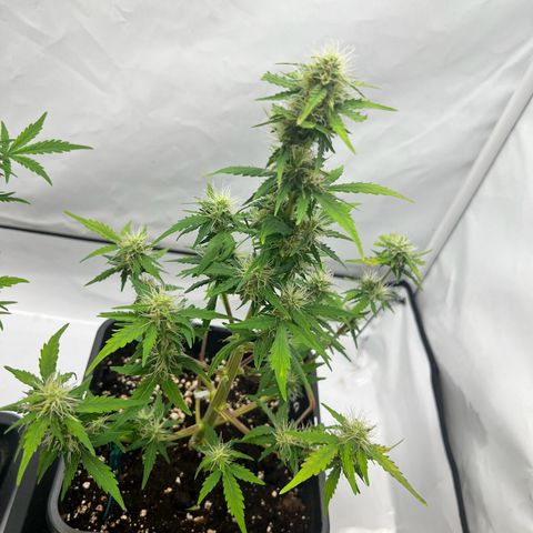 Mimosa Automatic growlog photo: Blüten werden langsam dicker.
Nochmals ein wenig Blütenbooster gegeben