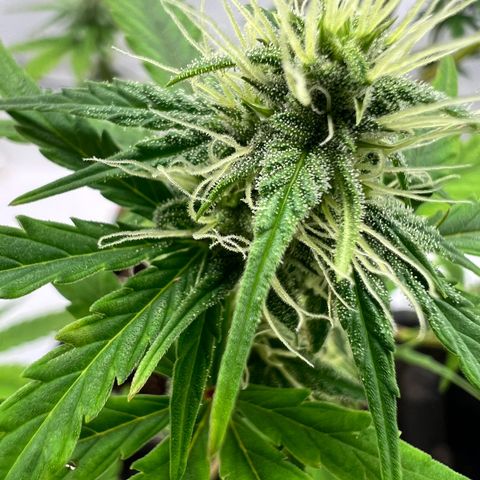 Mimosa Automatic growlog photo: Blüten werden langsam dicker.
Nochmals ein wenig Blütenbooster gegeben