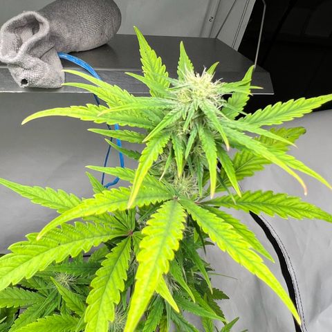 Mimosa Automatic growlog photo: Blüten werden langsam dicker.
Nochmals ein wenig Blütenbooster gegeben