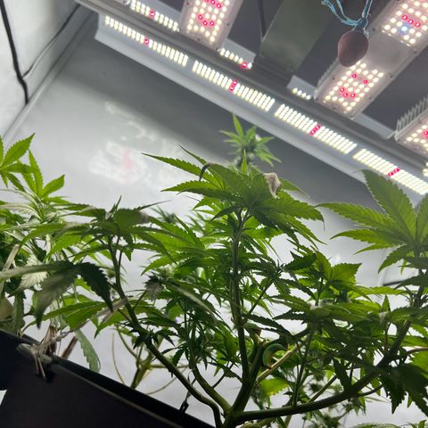 North Thunderfuck growlog photo: Wie gehabt