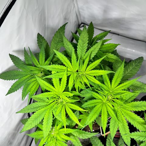 North Thunderfuck growlog photo: Wie gehabt
