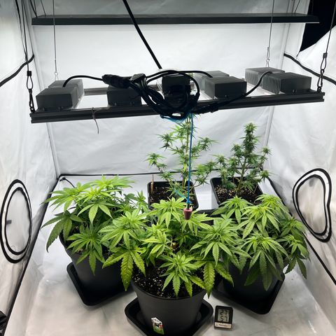 North Thunderfuck growlog photo: Wie gehabt