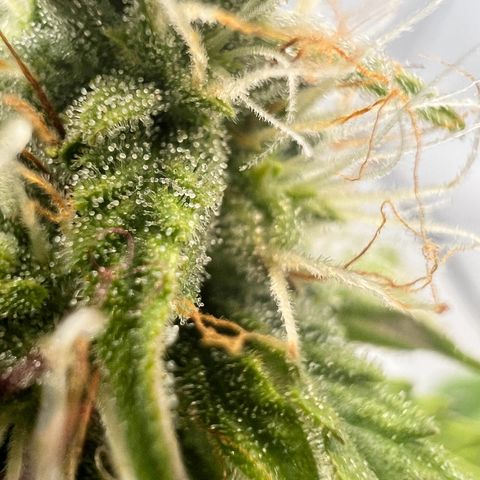Mimosa Automatic growlog photo: Trichome werden langsam milchig✌️