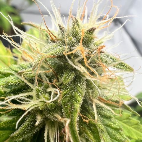 Mimosa Automatic growlog photo: Trichome werden langsam milchig✌️
