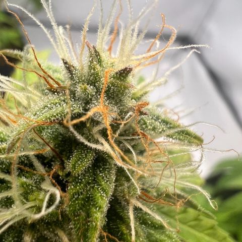 Mimosa Automatic growlog photo: Trichome werden langsam milchig✌️