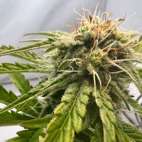 Mimosa Automatic growlog photo: Trichome werden langsam milchig✌️
