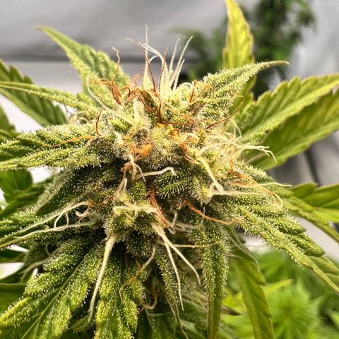 Mimosa Automatic growlog photo: Trichome werden langsam milchig✌️