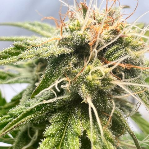 Mimosa Automatic growlog photo: Trichome werden langsam milchig✌️