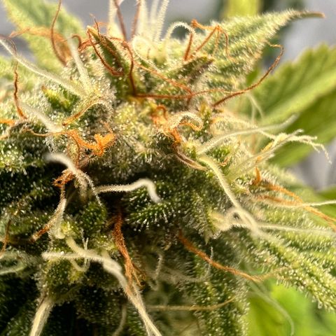 Mimosa Automatic growlog photo: Trichome werden langsam milchig✌️