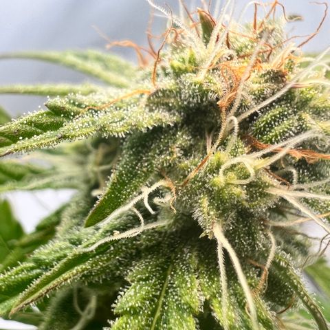 Mimosa Automatic growlog photo: Trichome werden langsam milchig✌️
