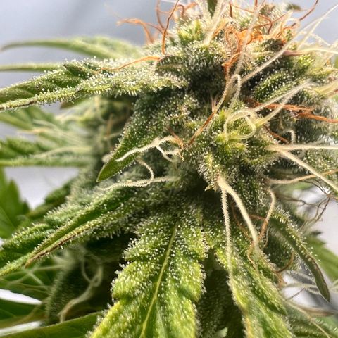 Mimosa Automatic growlog photo: Trichome werden langsam milchig✌️