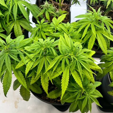 North Thunderfuck growlog photo: Blätter bisschen zu hell.
Luftfeuchtigkeit wegen den blühenden Autos bei 50% 

Ordentlich gegossen und abwarten