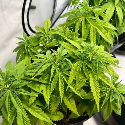 North Thunderfuck growlog photo: Blätter bisschen zu hell.
Luftfeuchtigkeit wegen den blühenden Autos bei 50% 

Ordentlich gegossen und abwarten