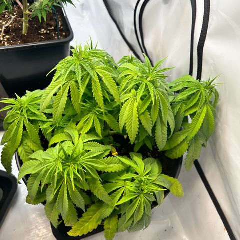 North Thunderfuck growlog photo: Blätter bisschen zu hell.
Luftfeuchtigkeit wegen den blühenden Autos bei 50% 

Ordentlich gegossen und abwarten