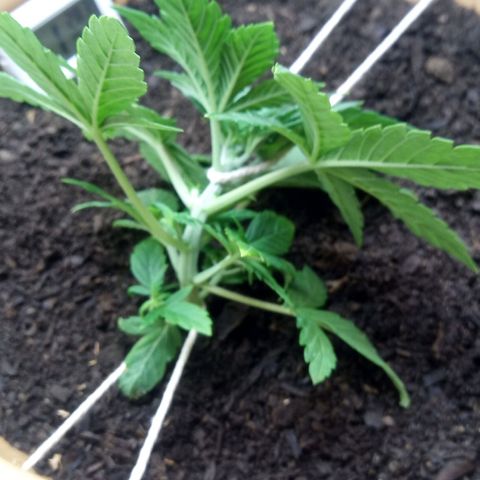 Dark Devil Auto growlog timeline photo