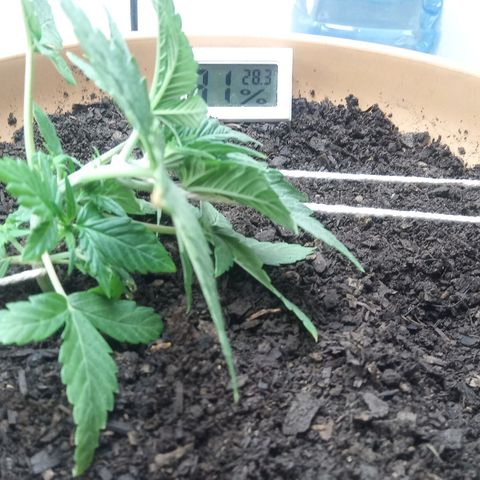 Dark Devil Auto growlog timeline photo