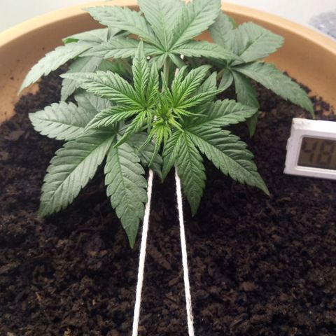 Dark Devil Auto growlog timeline photo