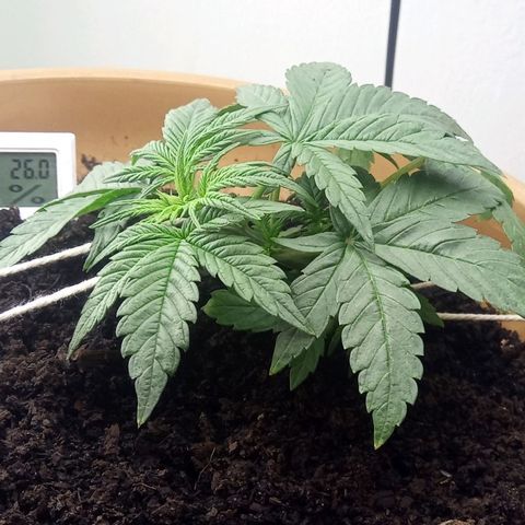 Dark Devil Auto growlog timeline photo