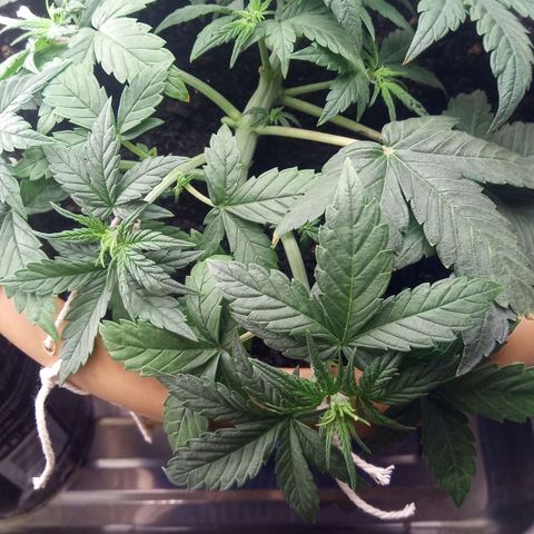 Dark Devil Auto growlog timeline photo